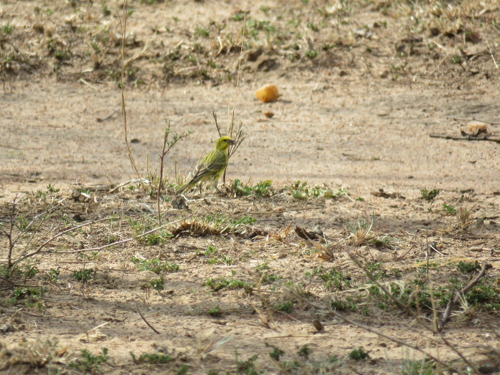 シロハラキイロカナリア - ML646049612