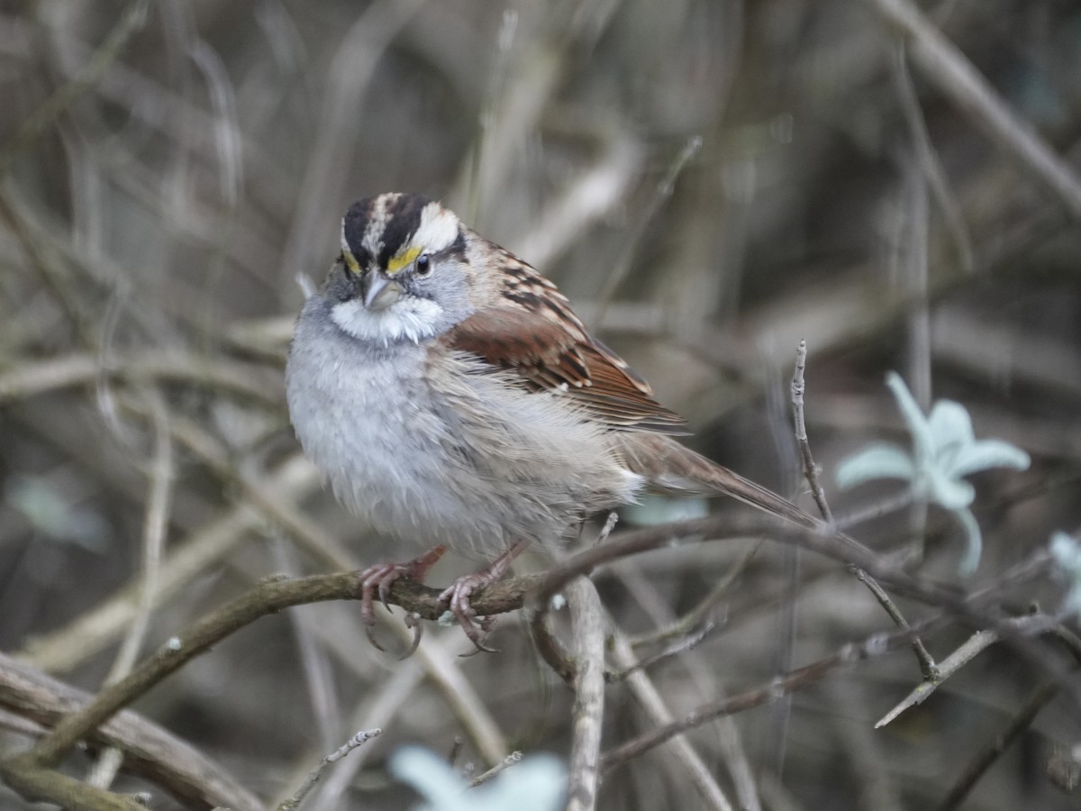 ノドジロシトド - ML646049613