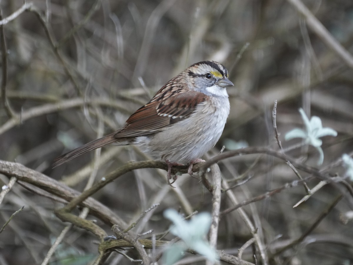 ノドジロシトド - ML646049614