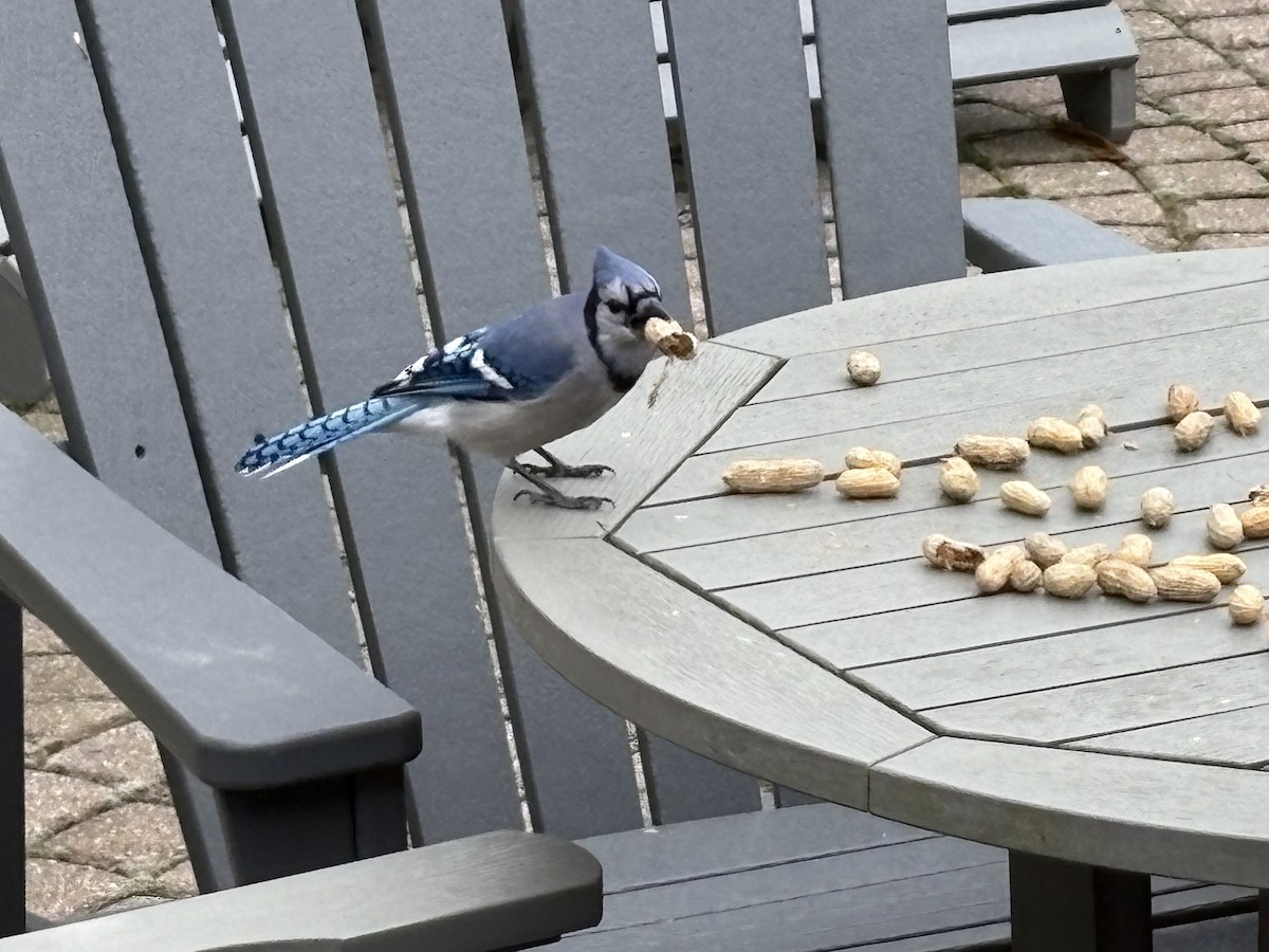 アオカケス - ML646049615