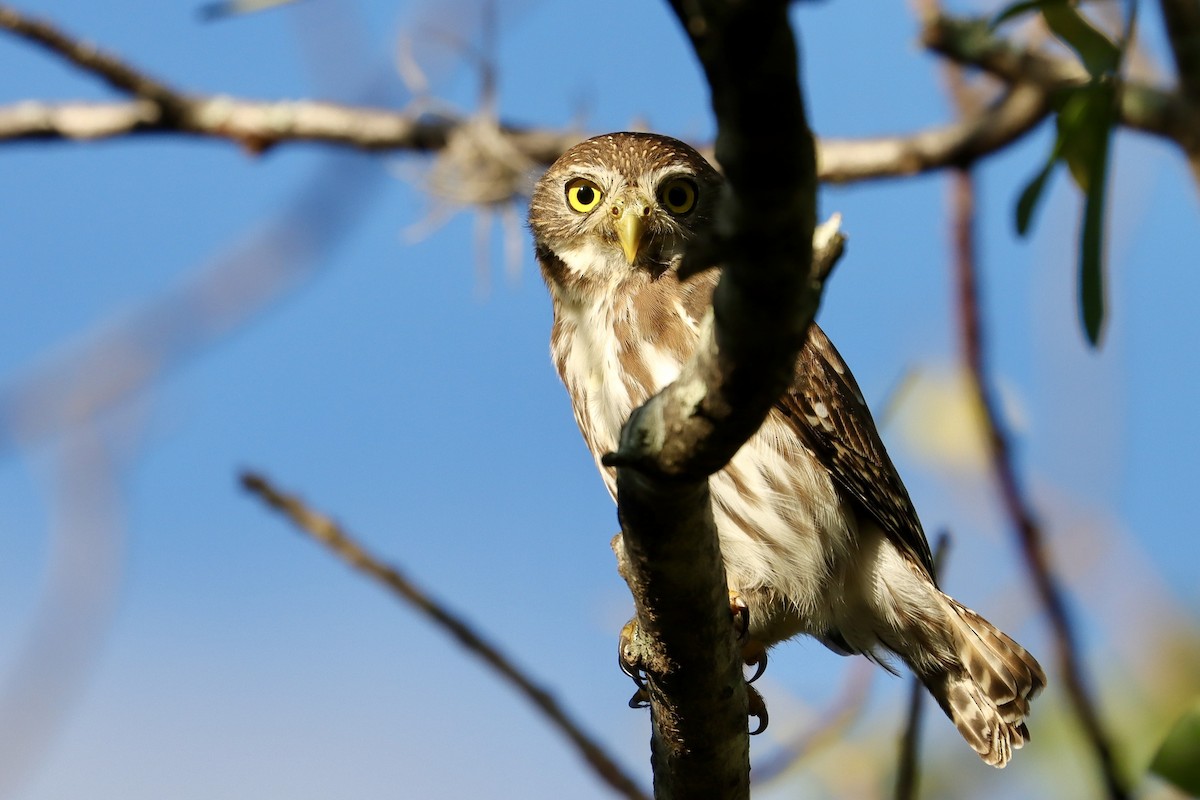 アカスズメフクロウ - ML646049616