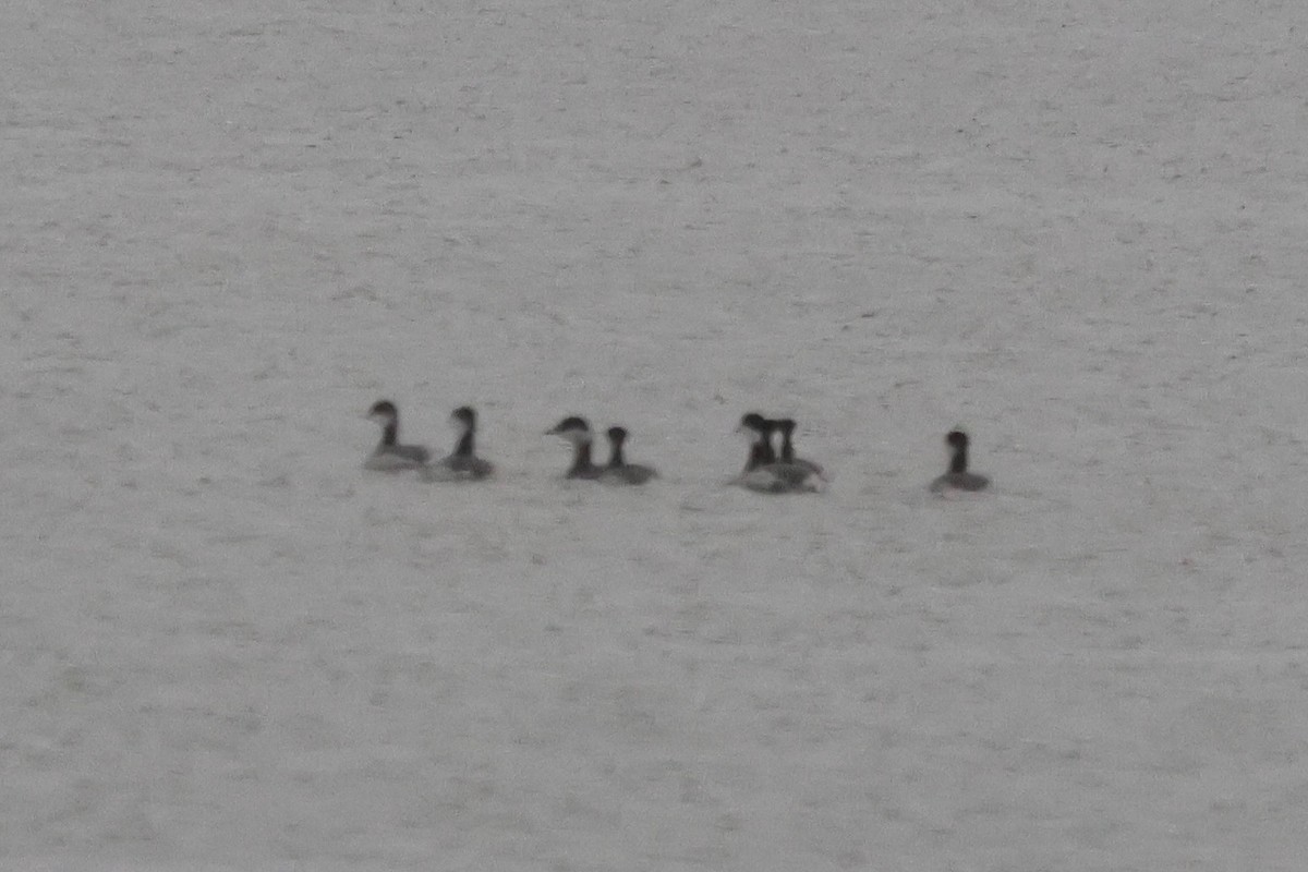 ミミカイツブリ - ML646049618