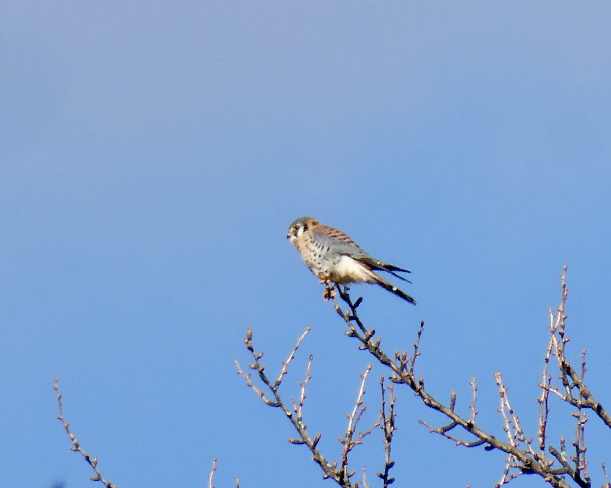 アメリカチョウゲンボウ - ML646049621