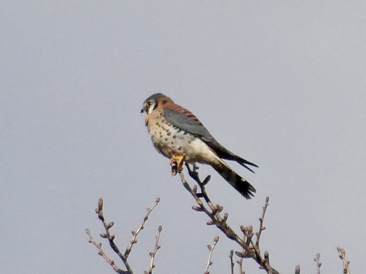 アメリカチョウゲンボウ - ML646049622