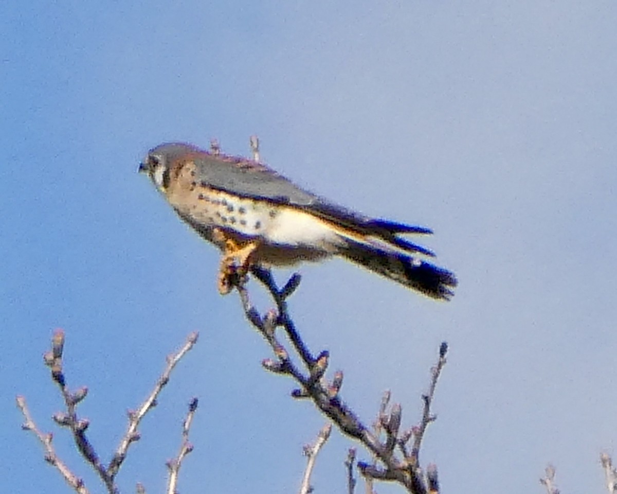 アメリカチョウゲンボウ - ML646049623