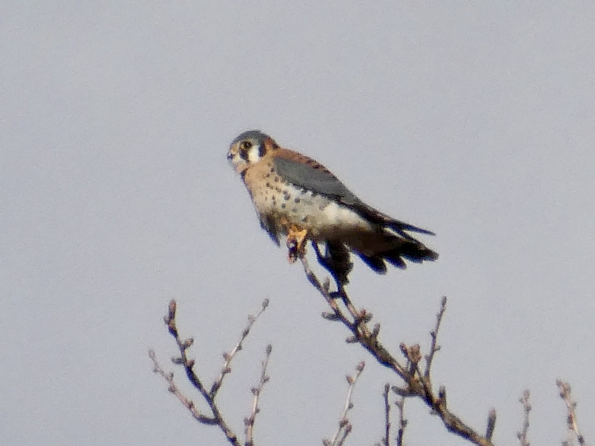 アメリカチョウゲンボウ - ML646049624