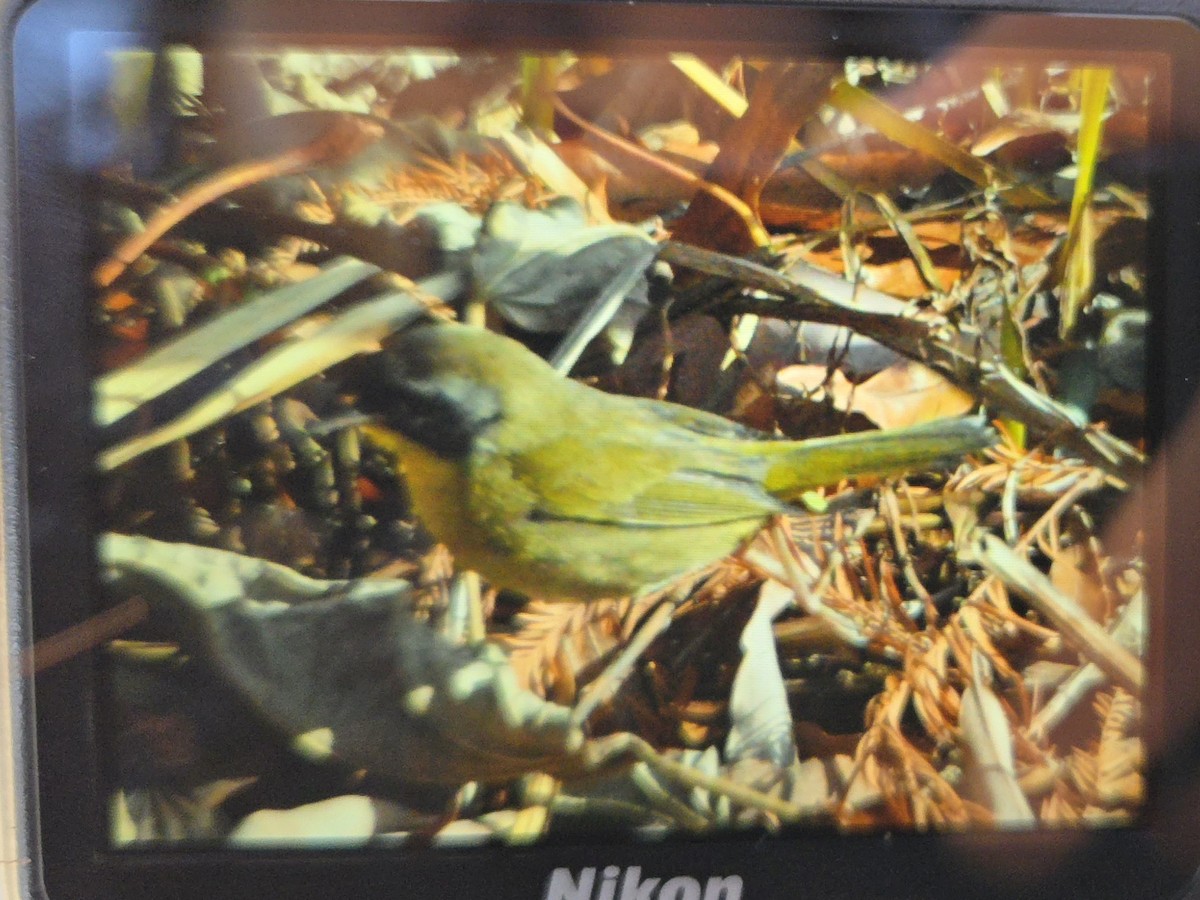 Common Yellowthroat - ML646049630