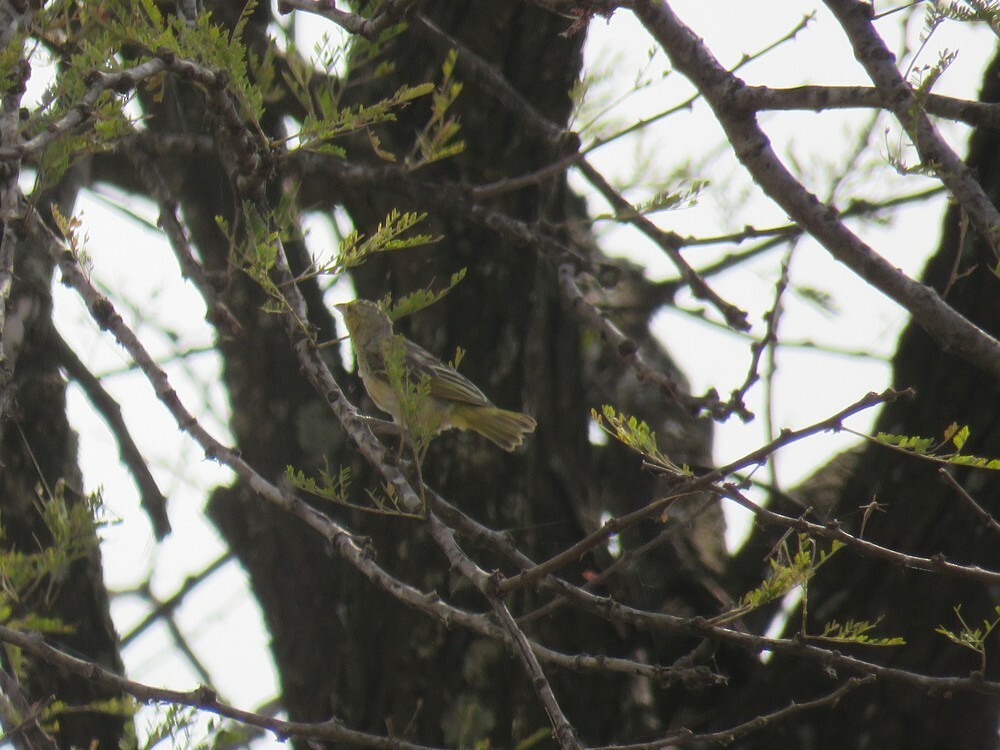 キイロメンガタハタオリ - ML646049631