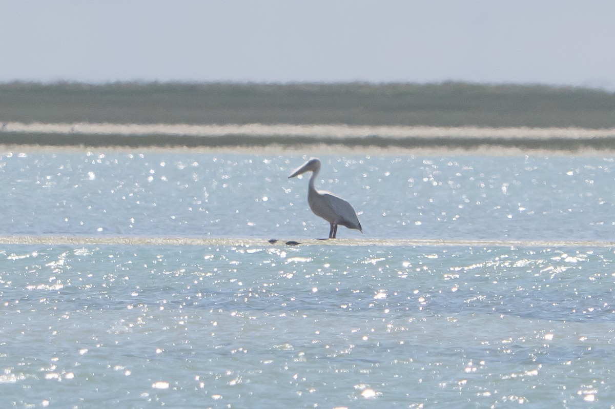 モモイロペリカン - ML646049632