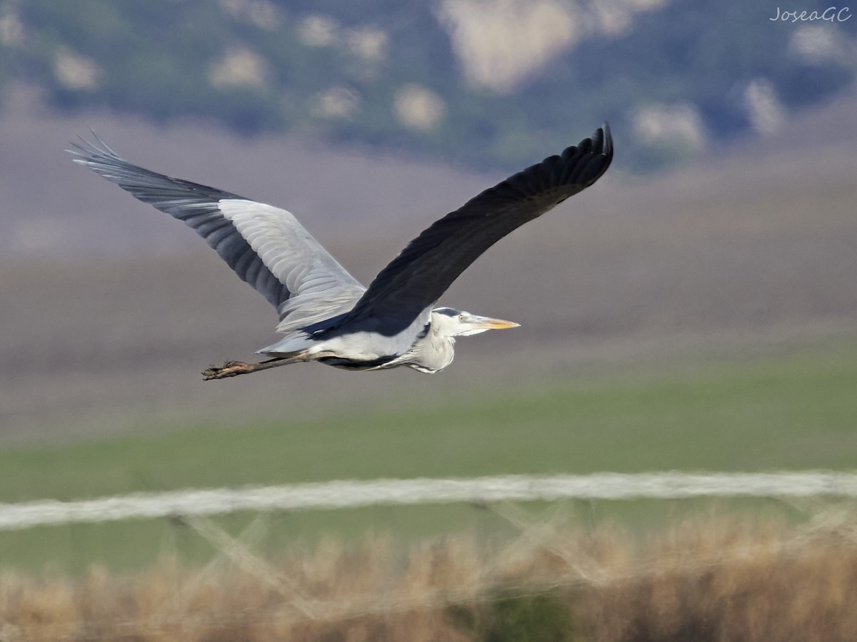 アオサギ - ML646049633