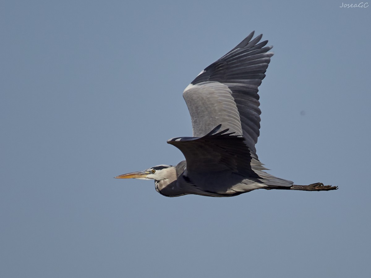 アオサギ - ML646049634