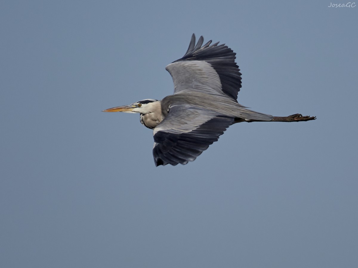 アオサギ - ML646049635