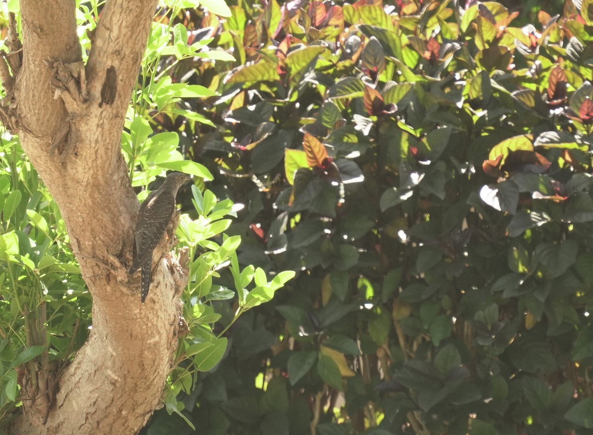 カッコウ - ML646049636