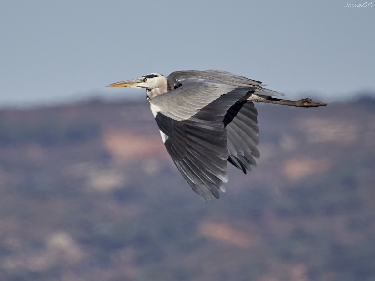 アオサギ - ML646049637