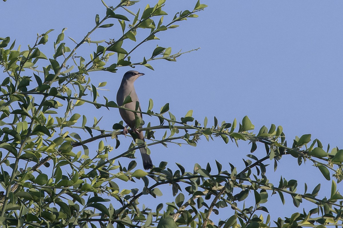 Hypocolius - ML646049639