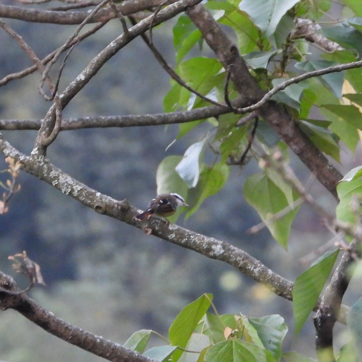 Red-tailed Minla - ML646049642