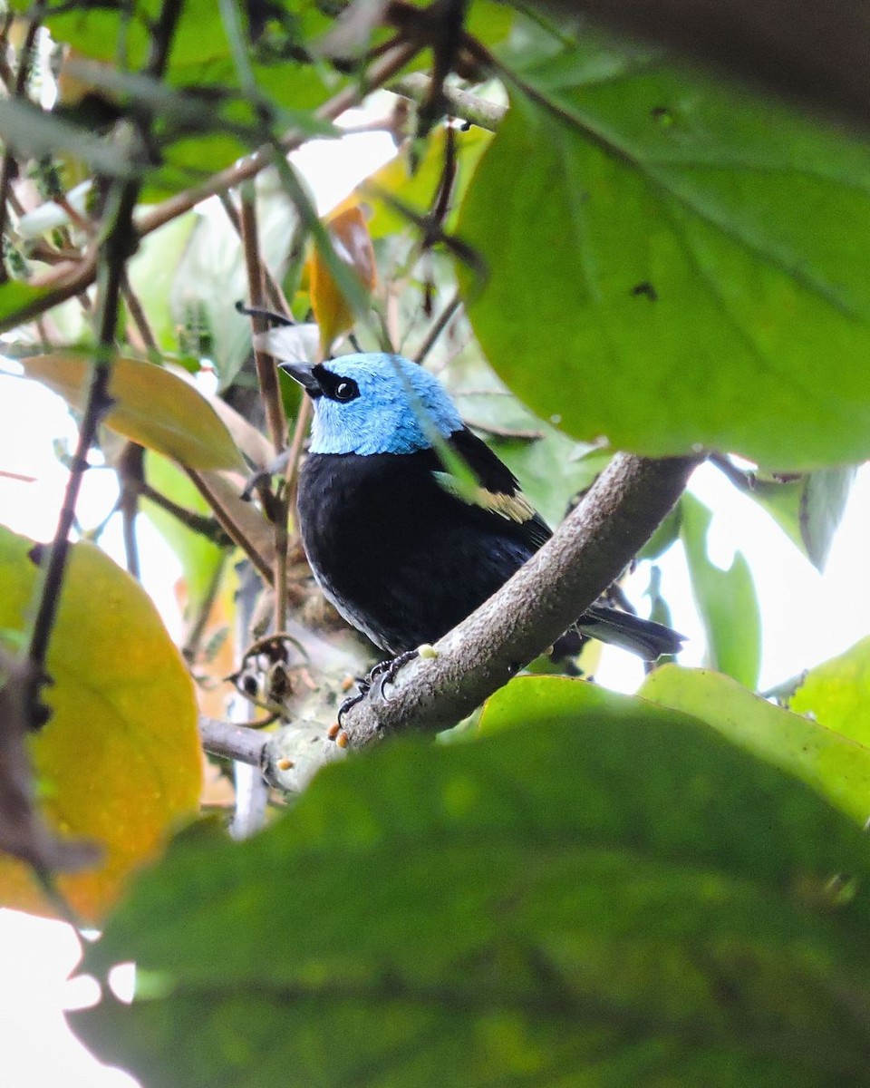 Танагра блакитношия - ML646049647