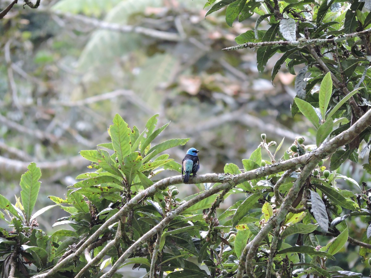 Танагра блакитношия - ML646049648