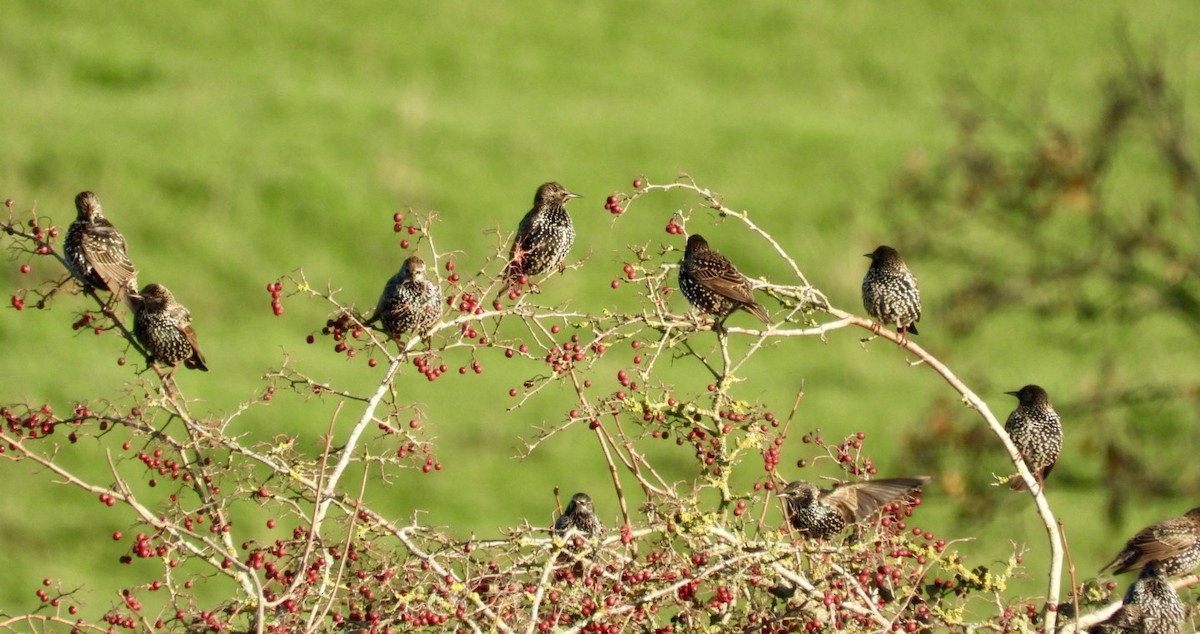 Шпак звичайний - ML646049653