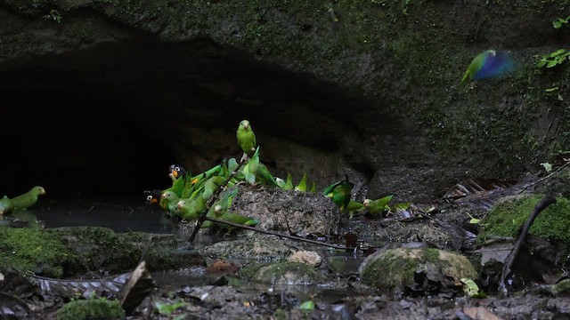 Toui de Deville - ML646049654