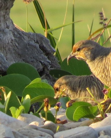 Gray Francolin - ML646049657
