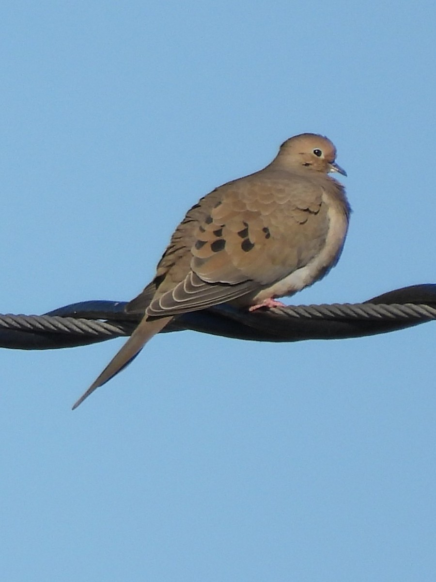 Mourning Dove - ML646049658