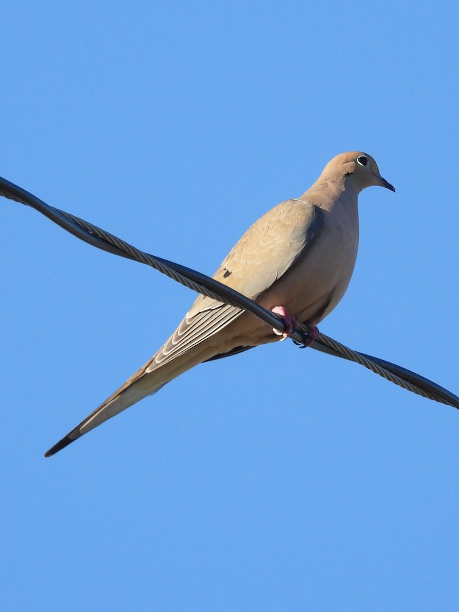 Mourning Dove - ML646049659