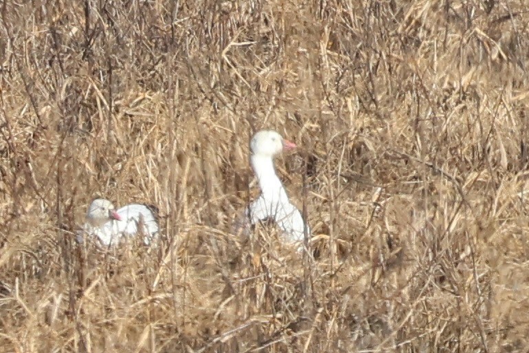 Ross's Goose - ML646049664