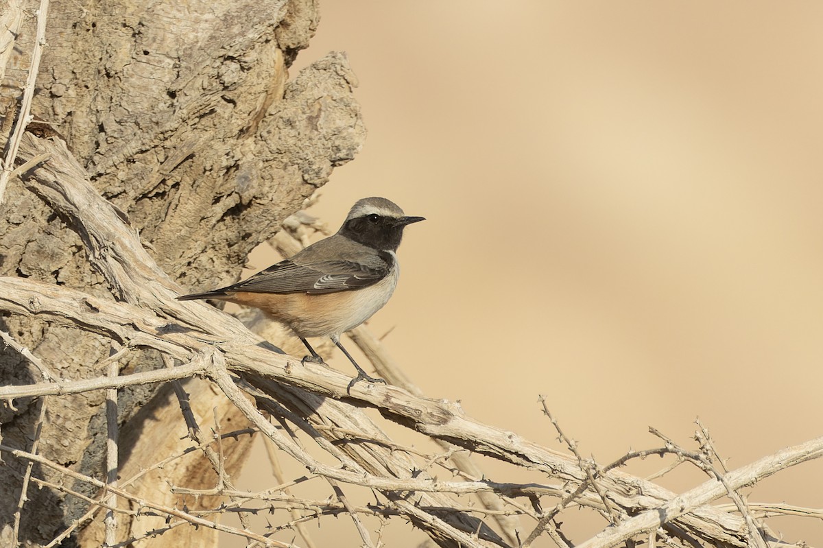 Kurdish Wheatear - ML646049671