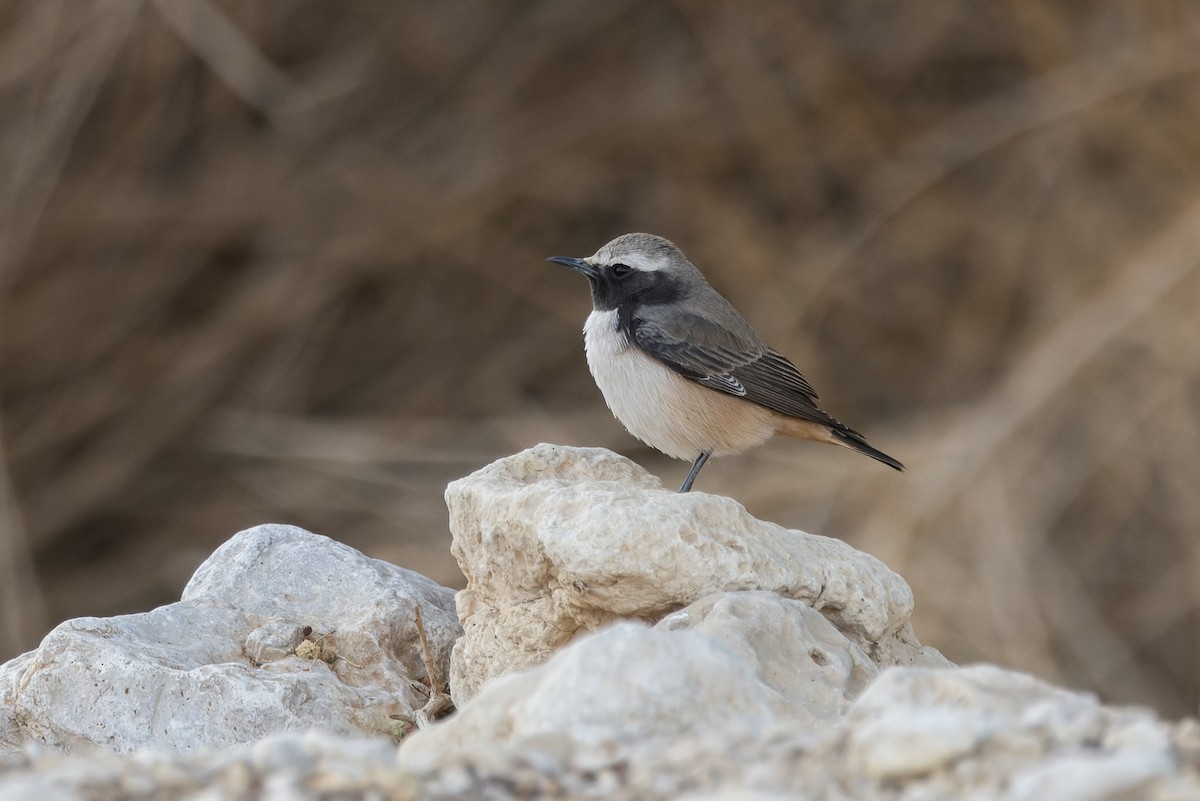 Kurdish Wheatear - ML646049672