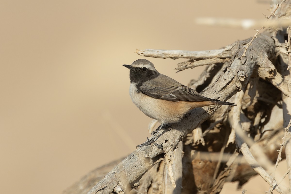 Kurdish Wheatear - ML646049673
