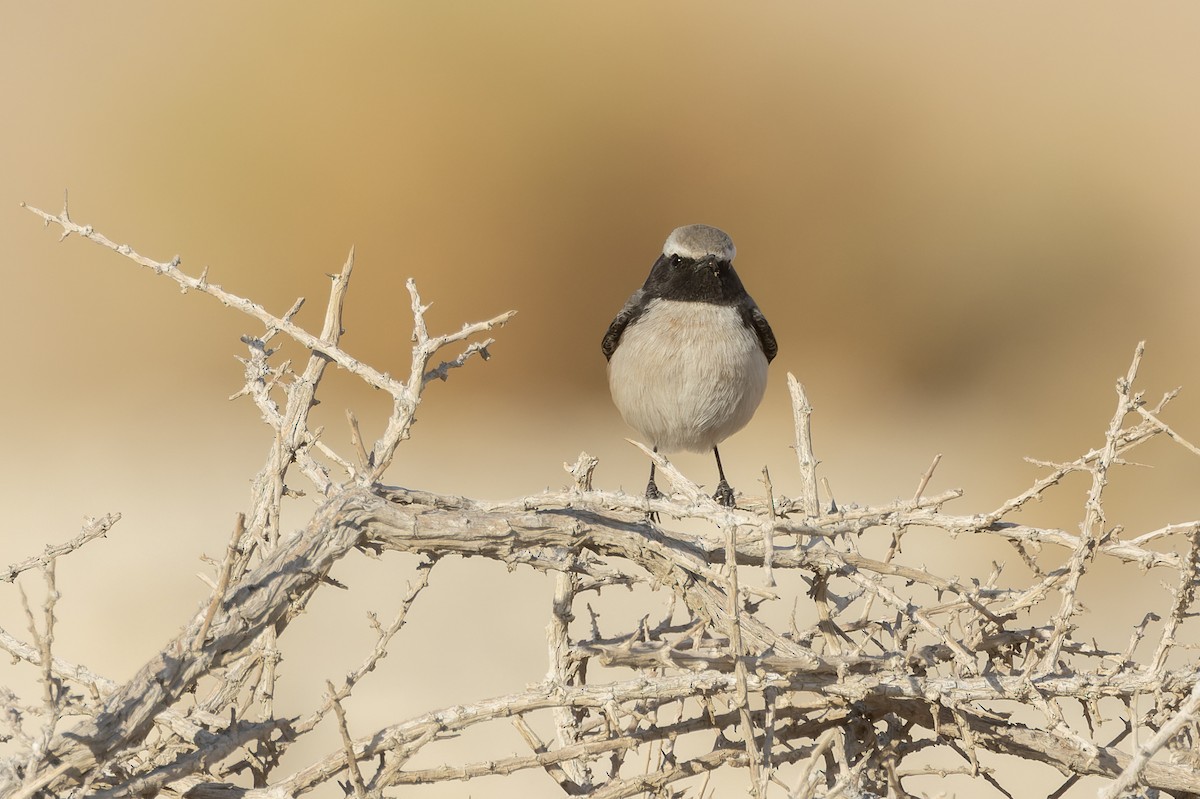 Kurdish Wheatear - ML646049674