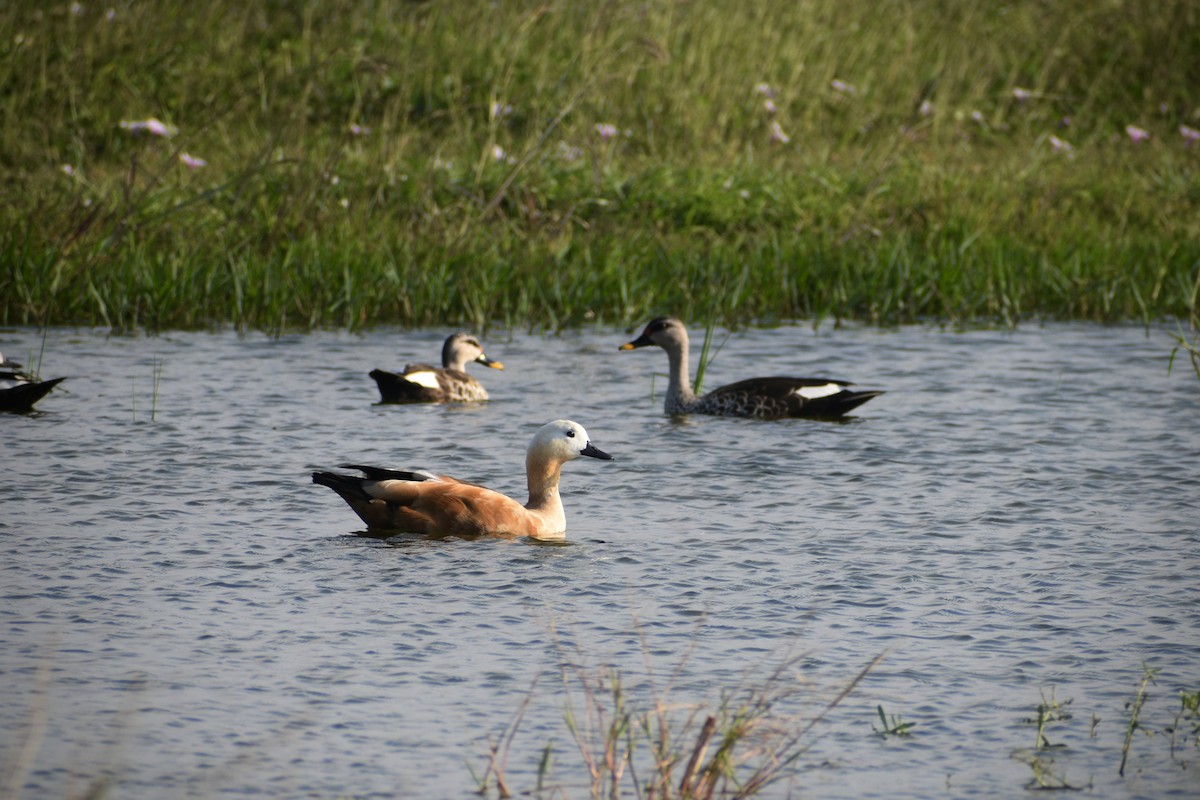 Tadorne casarca - ML646049675