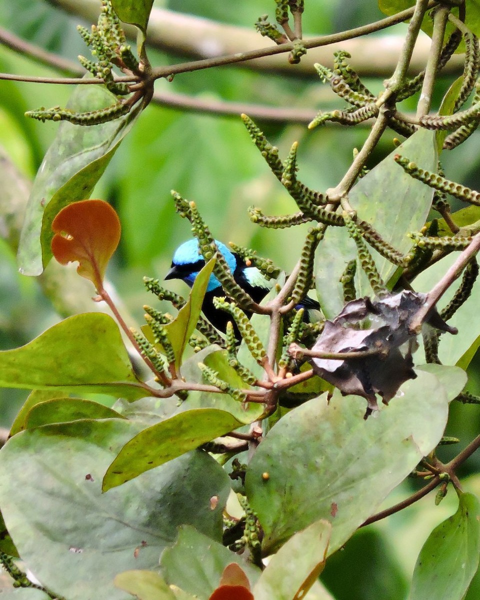 Танагра блакитношия - ML646049679