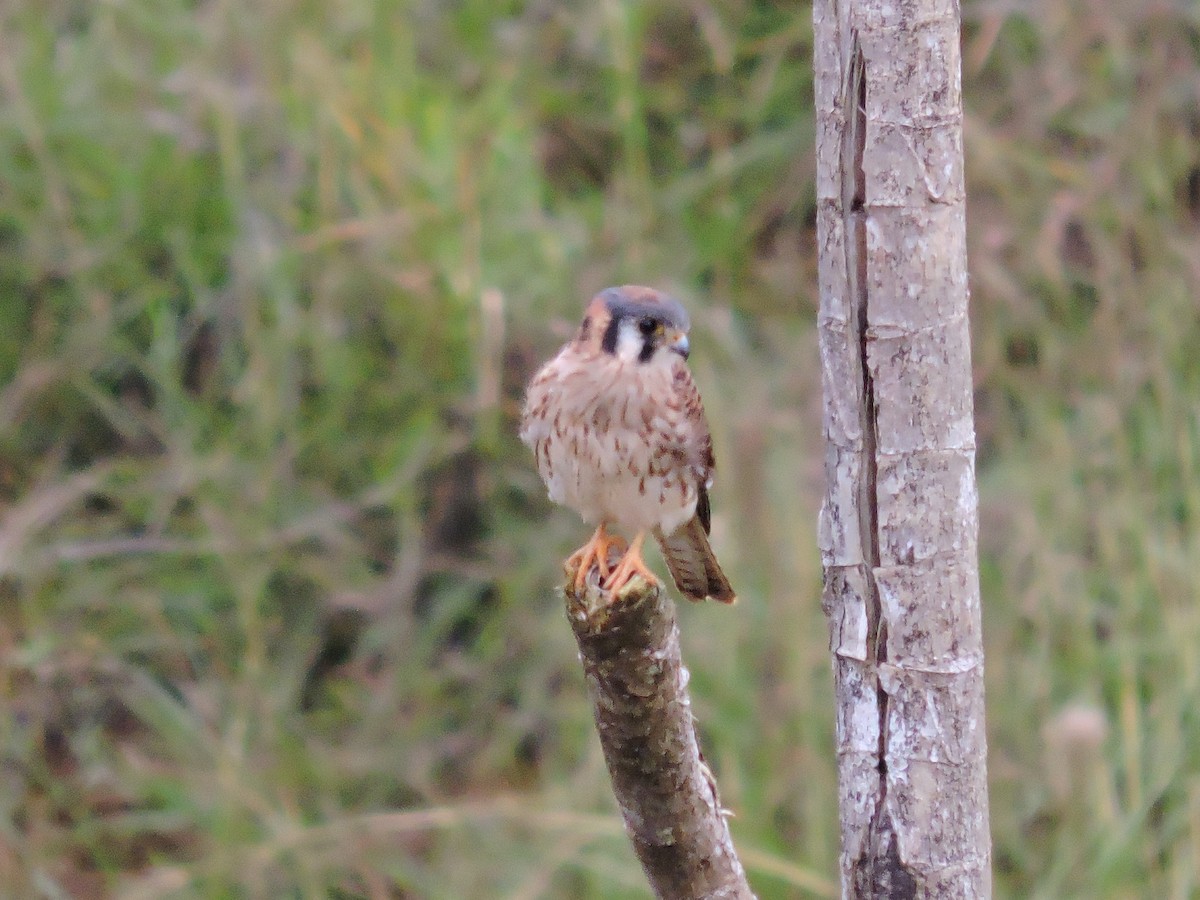 Crécerelle d'Amérique - ML646049680