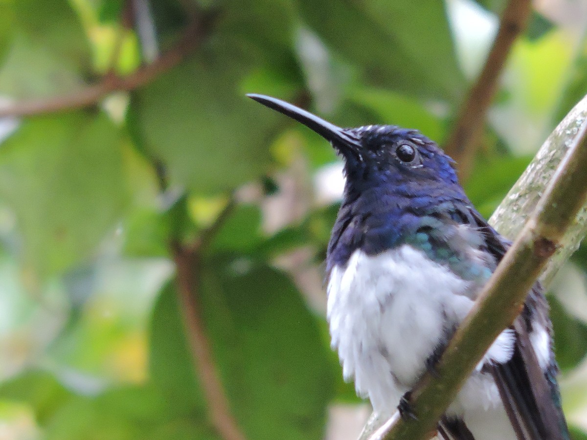 Ortalide de Colombie - ML646049681