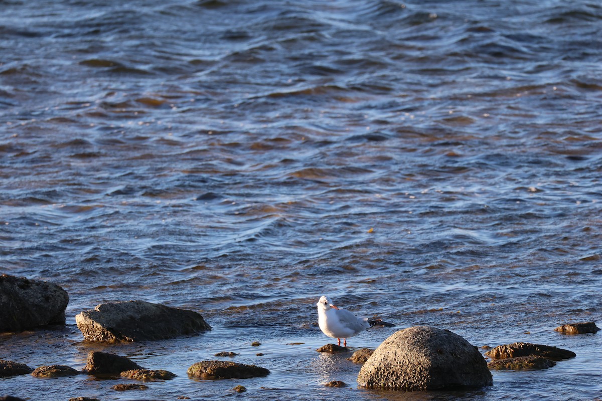 Mouette de Patagonie - ML646049682