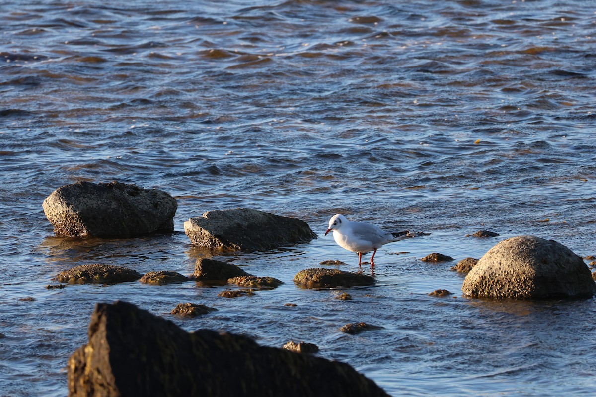 Mouette de Patagonie - ML646049683