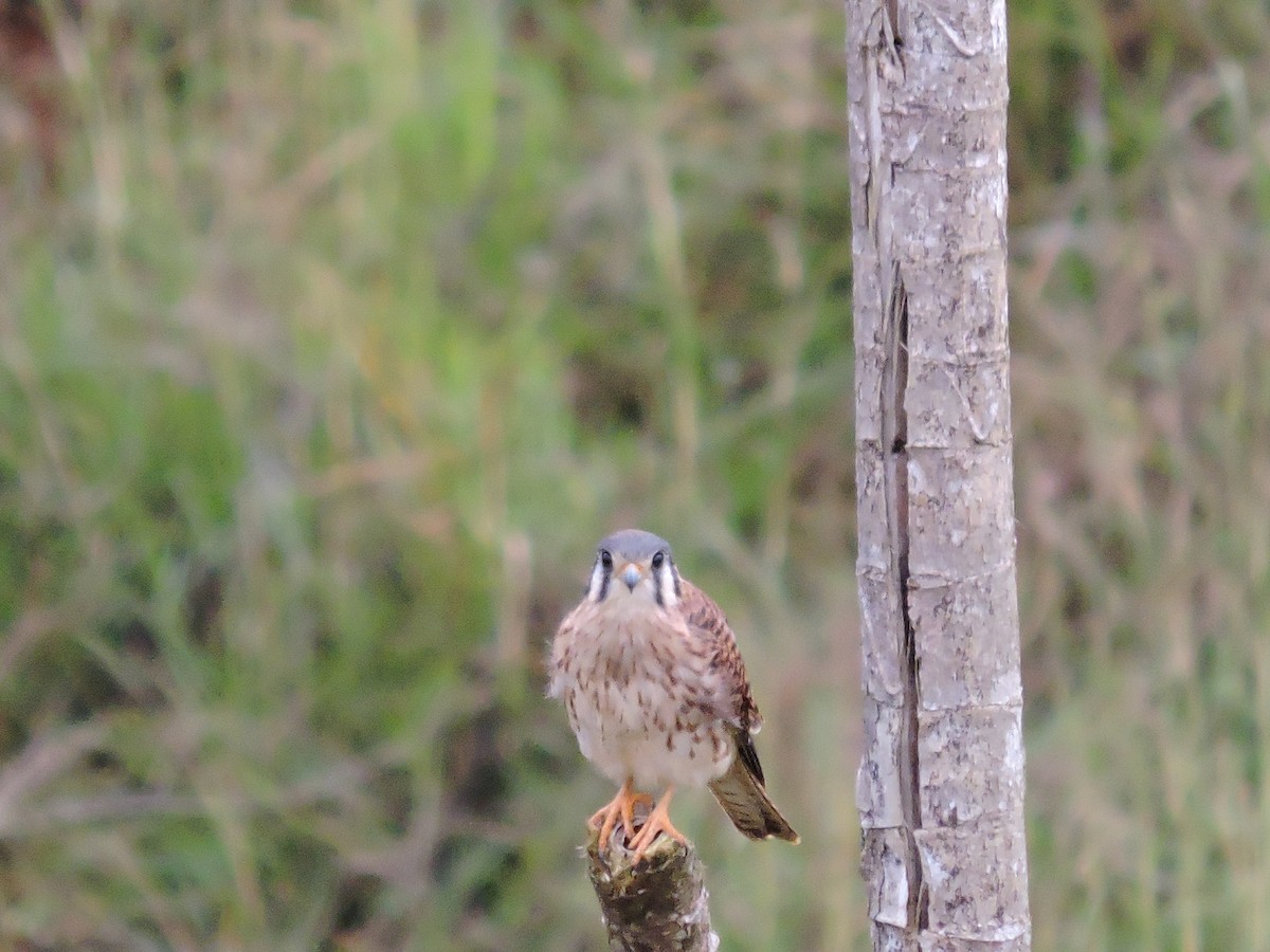 Ortalide de Colombie - ML646049684