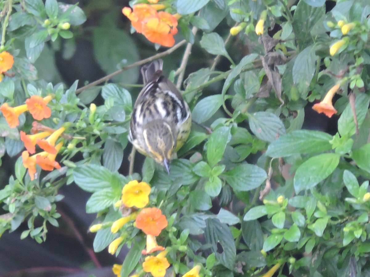 Ortalide de Colombie - ML646049685