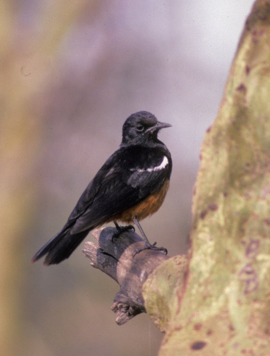 Traquet à ventre roux - ML646049686