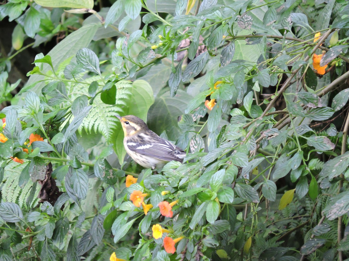 Ortalide de Colombie - ML646049687