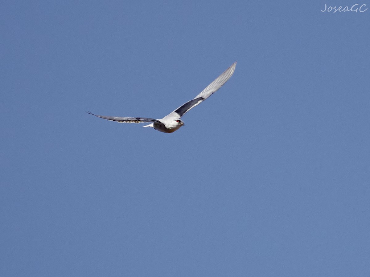 Élanion blanc - ML646049689