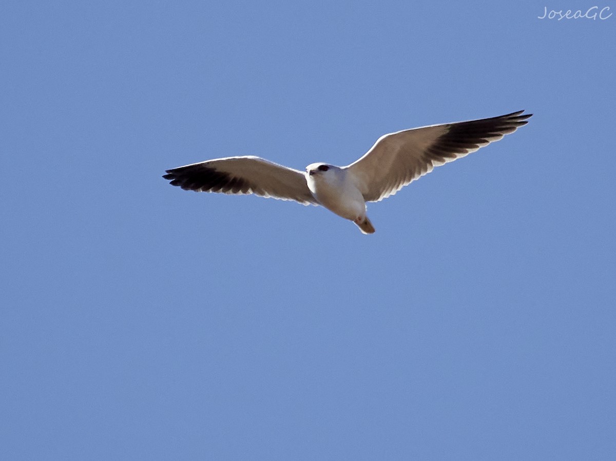 Élanion blanc - ML646049690