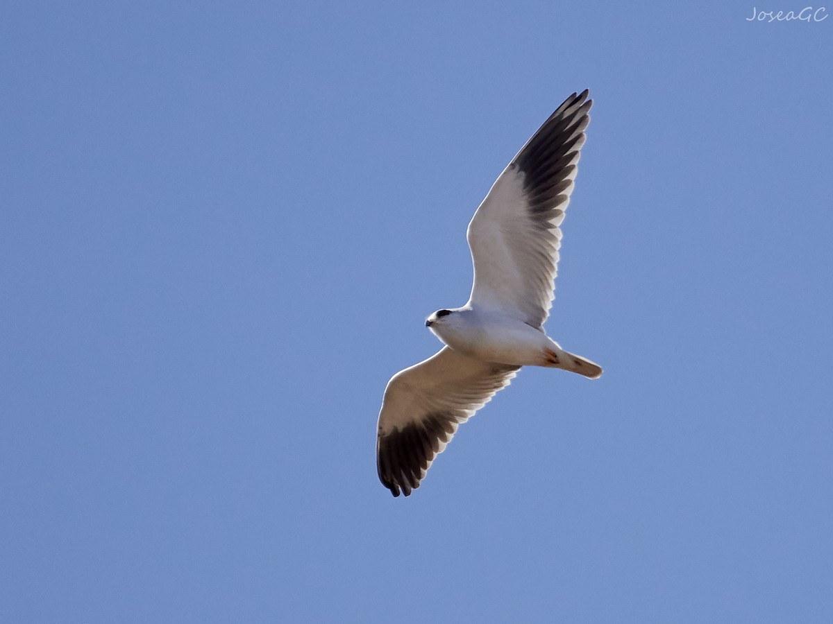 Élanion blanc - ML646049692