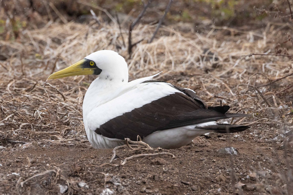 Fou masqué - ML646049694