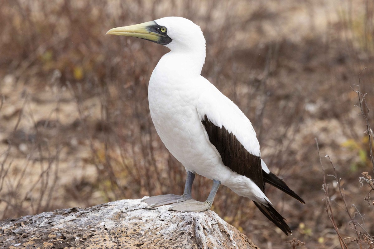 Fou masqué - ML646049695