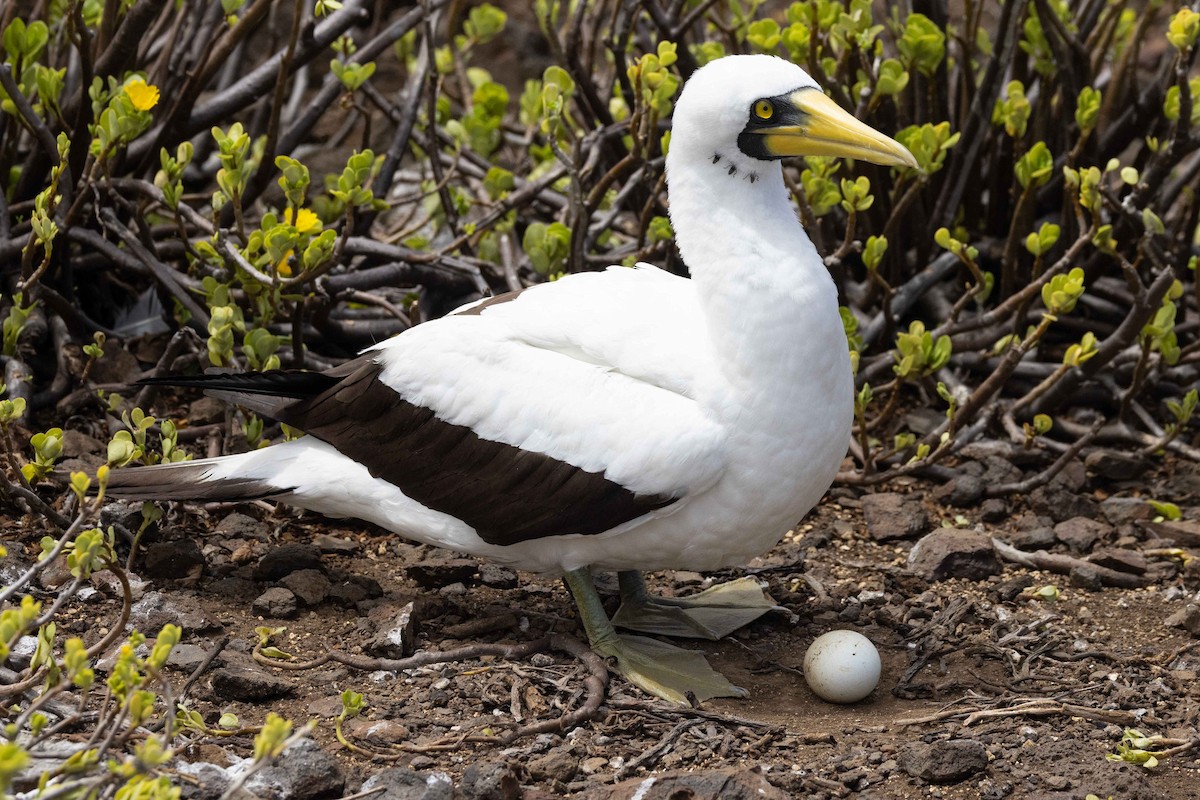 Fou masqué - ML646049696