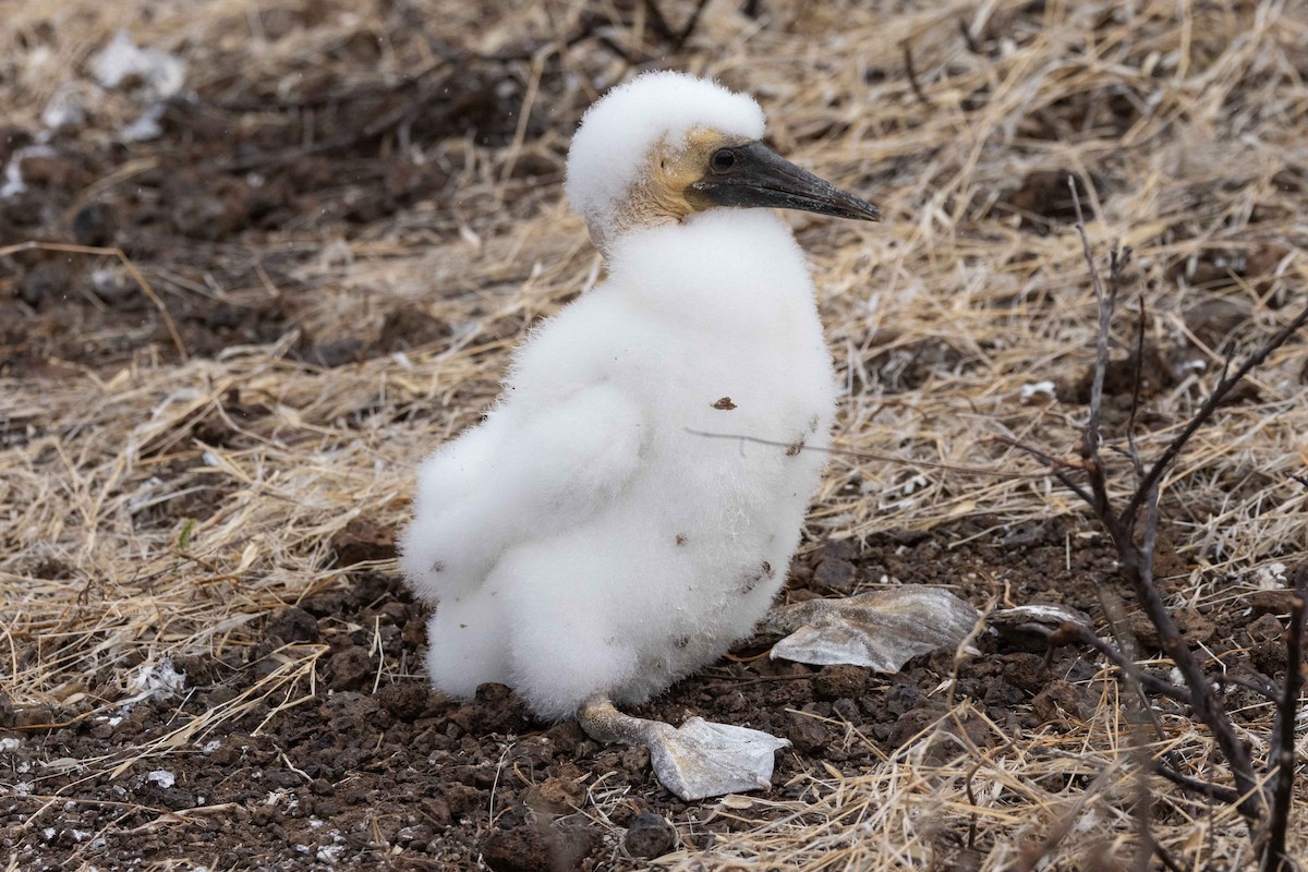 Fou masqué - ML646049697