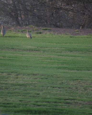 Francolin gris - ML646049698